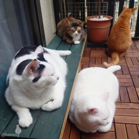 coco & fumi & Lin & Ryu