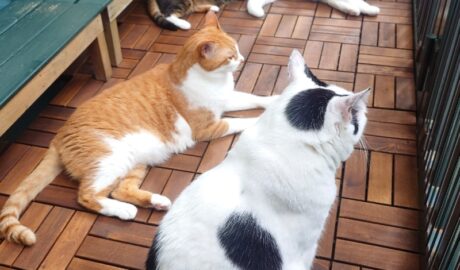 coco & fumi & Lin & Ryu