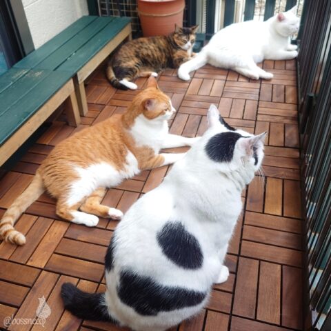 coco & fumi & Lin & Ryu