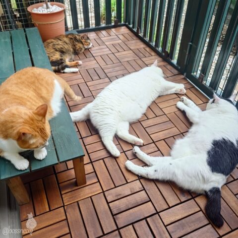 coco & fumi & Lin & Ryu