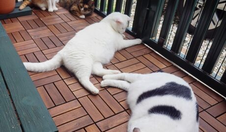 coco & fumi & Lin & Ryu