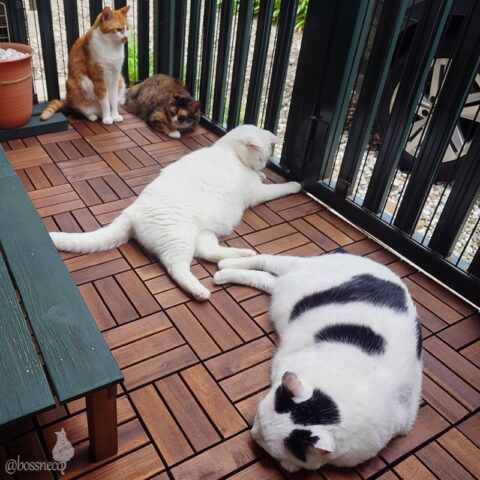 coco & fumi & Lin & Ryu