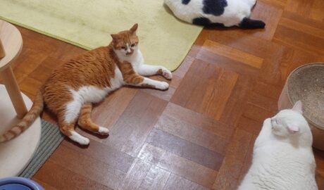 coco & fumi & Lin & Ryu