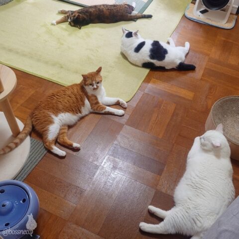 coco & fumi & Lin & Ryu