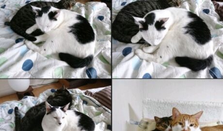 mark & coco & fumi & Lin