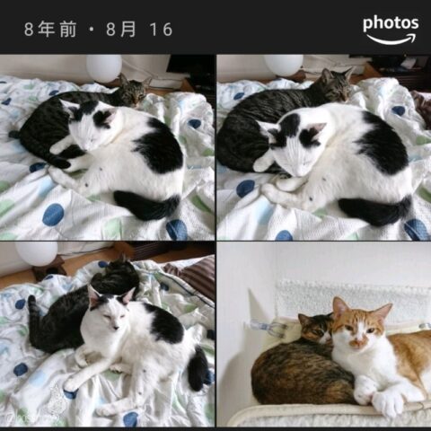 mark & coco & fumi & Lin