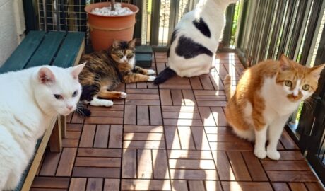 coco & fumi & Lin & Ryu