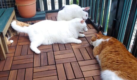 coco & fumi & Lin & Ryu