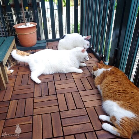 coco & fumi & Lin & Ryu