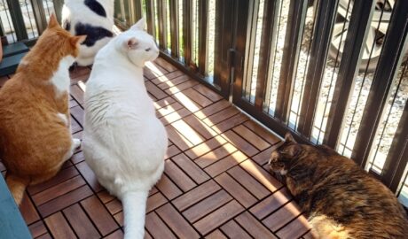 coco & fumi & Lin & Ryu