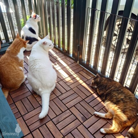 coco & fumi & Lin & Ryu