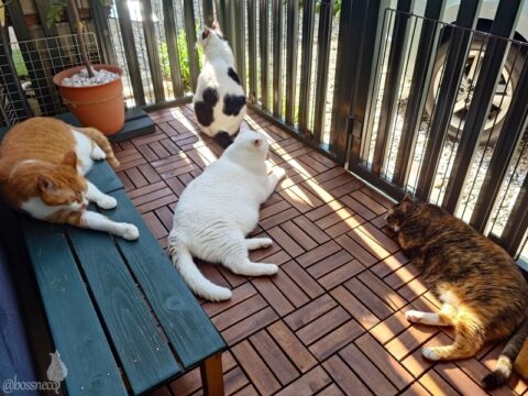 coco & fumi & Lin & Ryu