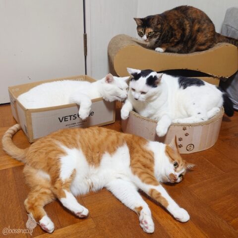 coco & fumi & Lin & Ryu