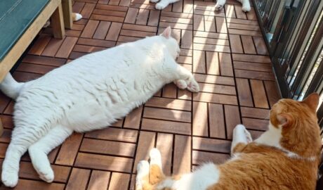 coco & fumi & Lin & Ryu