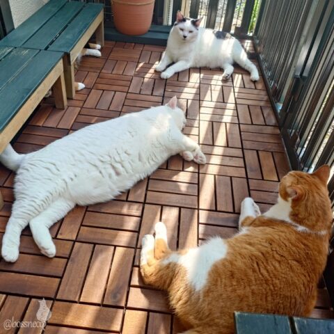 coco & fumi & Lin & Ryu