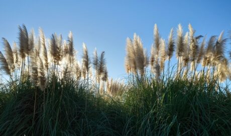 パンパスグラス