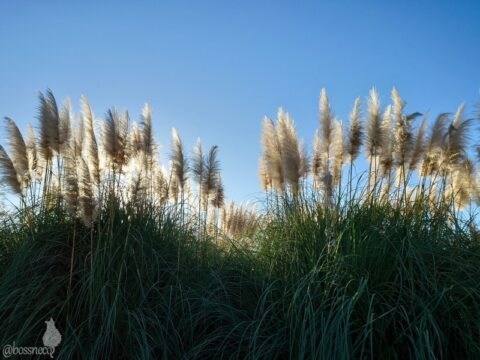 パンパスグラス