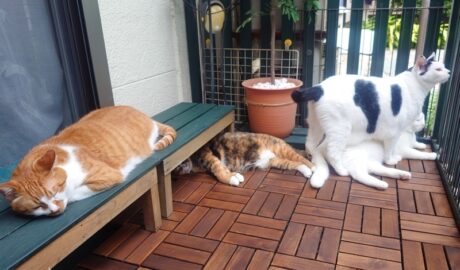 coco & fumi & Lin & Ryu