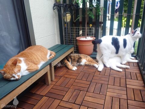 coco & fumi & Lin & Ryu