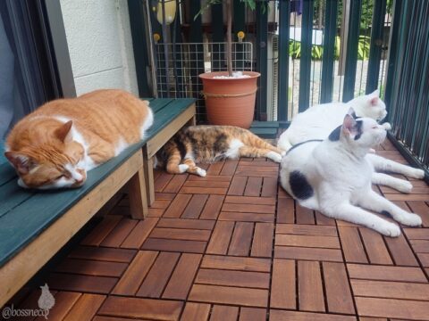 coco & fumi & Lin & Ryu