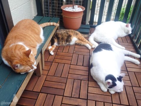 coco & fumi & Lin & Ryu