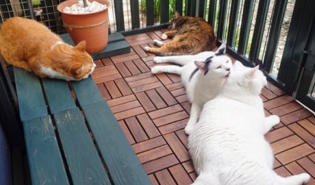 coco & fumi & Lin & Ryu