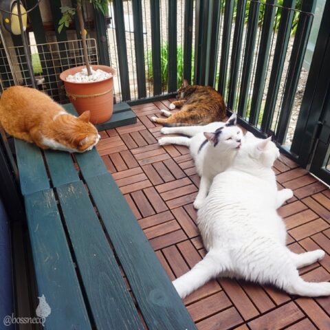 coco & fumi & Lin & Ryu