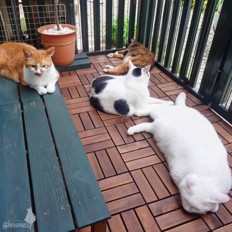 coco & fumi & Lin & Ryu