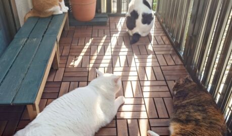 coco & fumi & Lin & Ryu