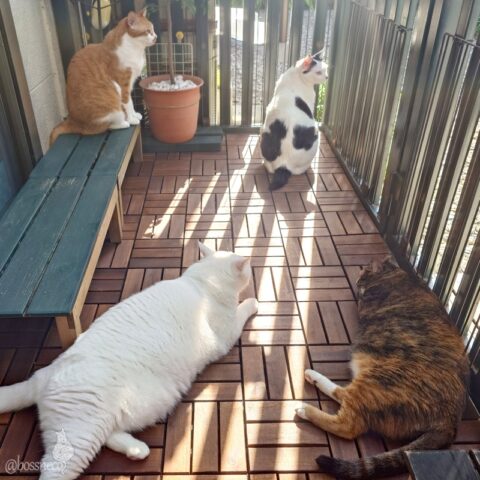 coco & fumi & Lin & Ryu