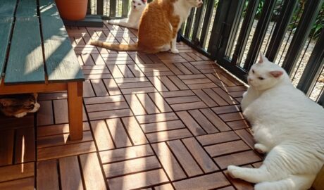 coco & fumi & Lin & Ryu