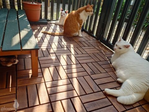 coco & fumi & Lin & Ryu