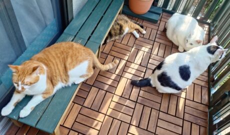 coco & fumi & Lin & Ryu