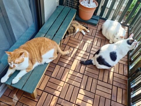 coco & fumi & Lin & Ryu