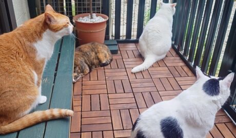 coco & fumi & Lin & Ryu