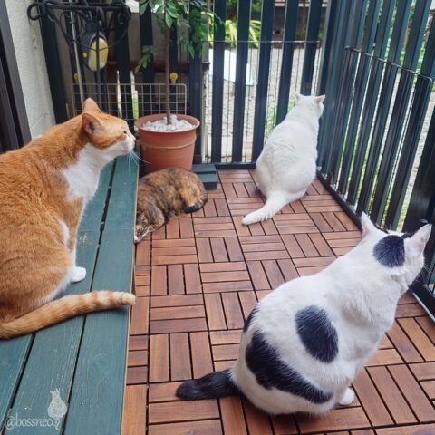 coco & fumi & Lin & Ryu