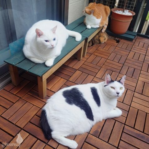 coco & fumi & Lin & Ryu