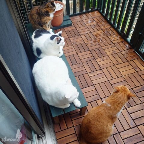 coco & fumi & Lin & Ryu