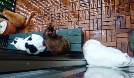 coco & fumi & Lin & Ryu