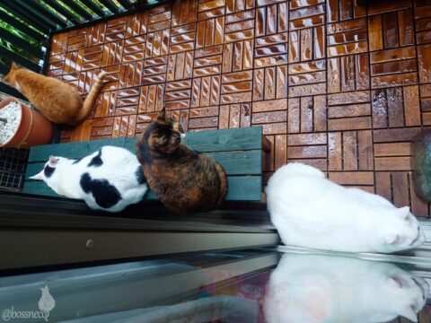 coco & fumi & Lin & Ryu