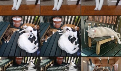 coco & fumi & Lin & Ryu