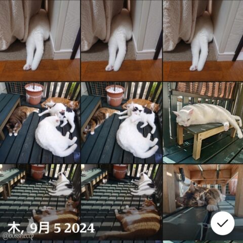 coco & fumi & Lin & Ryu