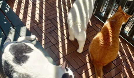 coco & fumi & Lin & Ryu