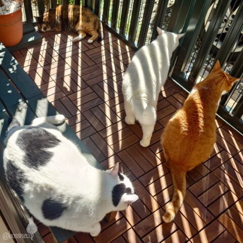 coco & fumi & Lin & Ryu