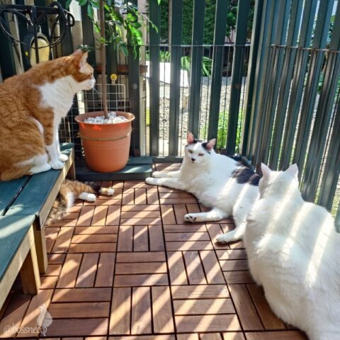 coco & fumi & Lin & Ryu