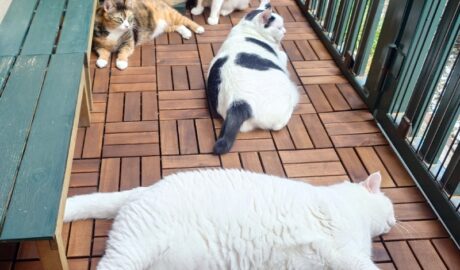 coco & fumi & Lin & Ryu