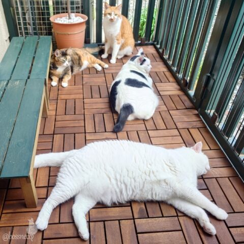 coco & fumi & Lin & Ryu