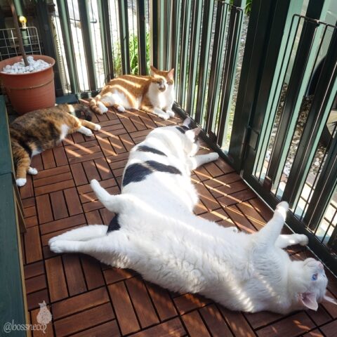 coco & fumi & Lin & Ryu