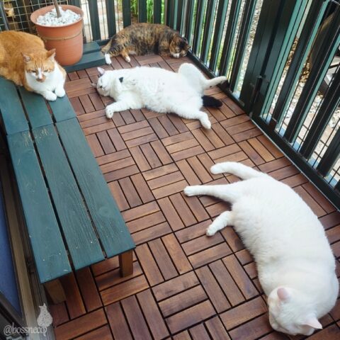 coco & fumi & Lin & Ryu