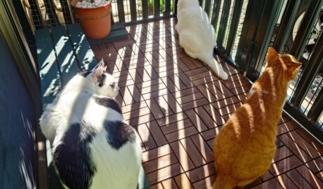 coco & fumi & Lin & Ryu